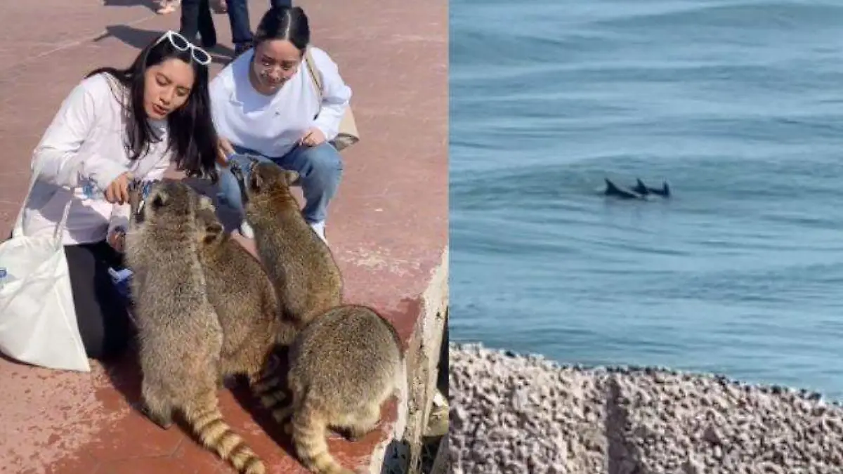 Dan agua a mapaches y graban delfines en playa Miramar 